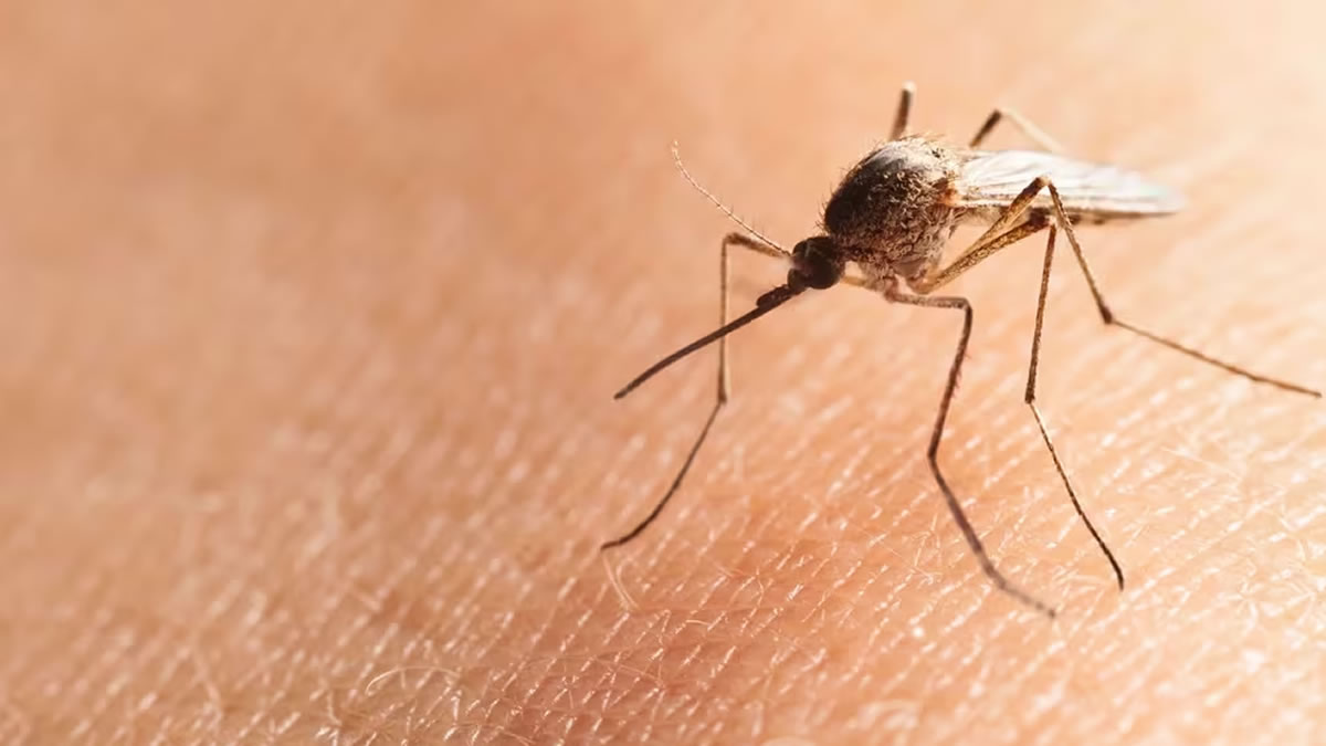Invasión de mosquitos: cuáles son los métodos repelentes más efectivos -  ENLARADIO
